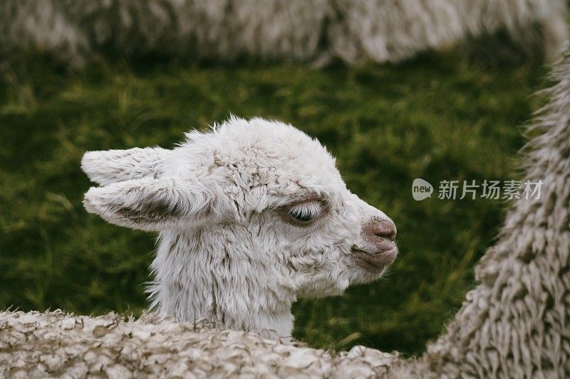 Alpaca in Perù